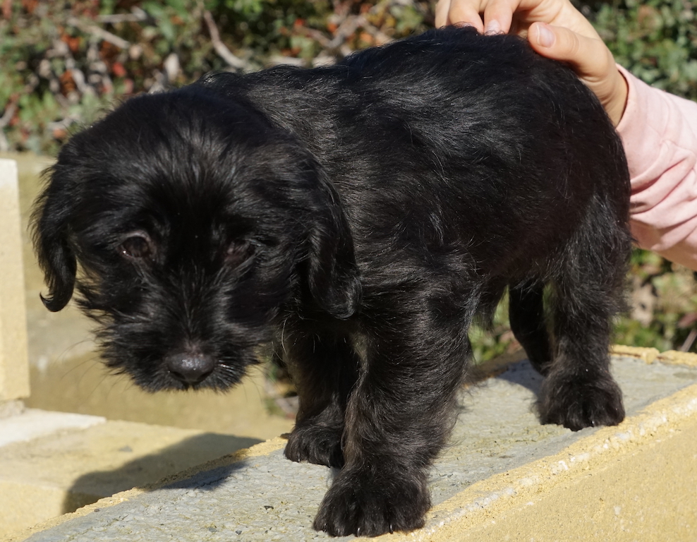 Terrier Mix Hund aus dem Auslandstierschutz auf Zypern fliegt nach Hamburg.