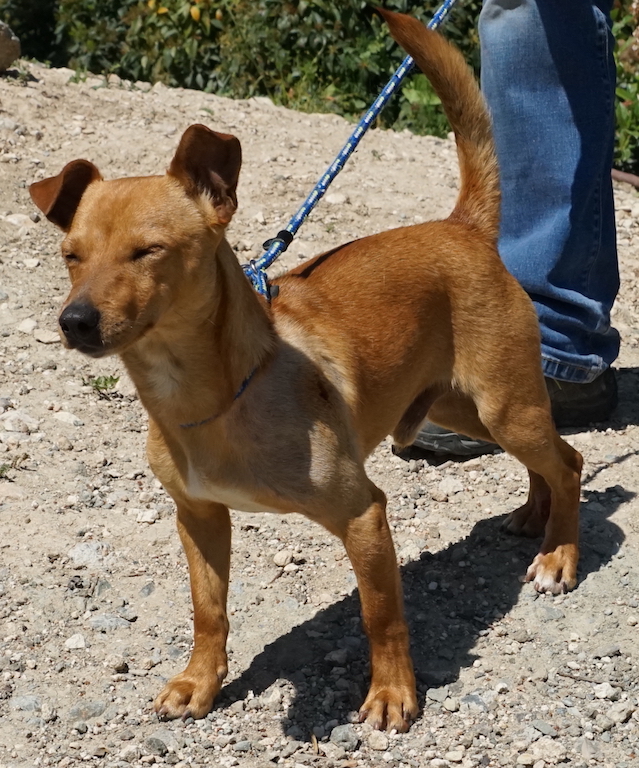 Marius Hund Zypern Tierschutz 7