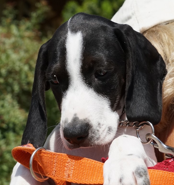 Pointer Beagle Mix aus dem Auslandstierschutz aus Zypern.
