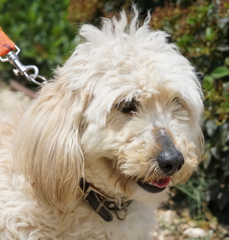 Pudel in Not Hund Zypern 29