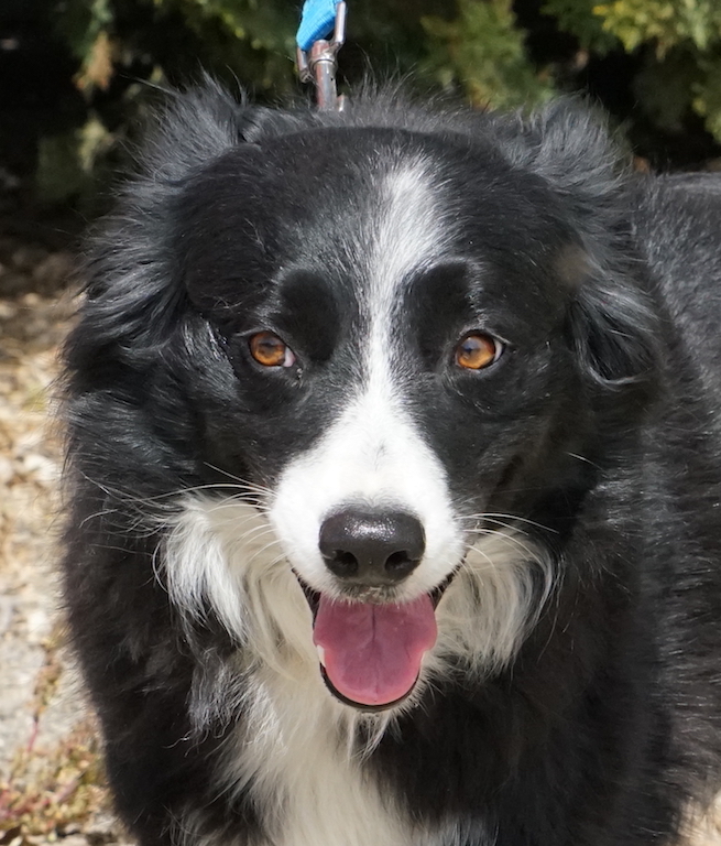 Border Collie aus Zypern hat seine Familie in Deutschland gefunden.