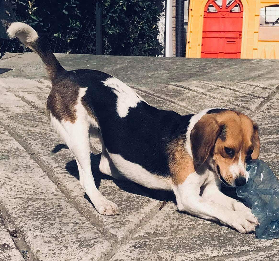 Beagle Mix fliegt von Zypern nach Nürnberg.