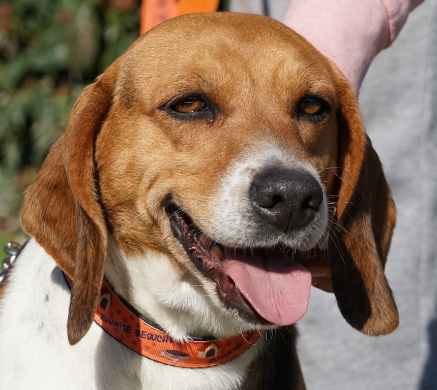 Beagle Tierschutz Zypern Milka 22