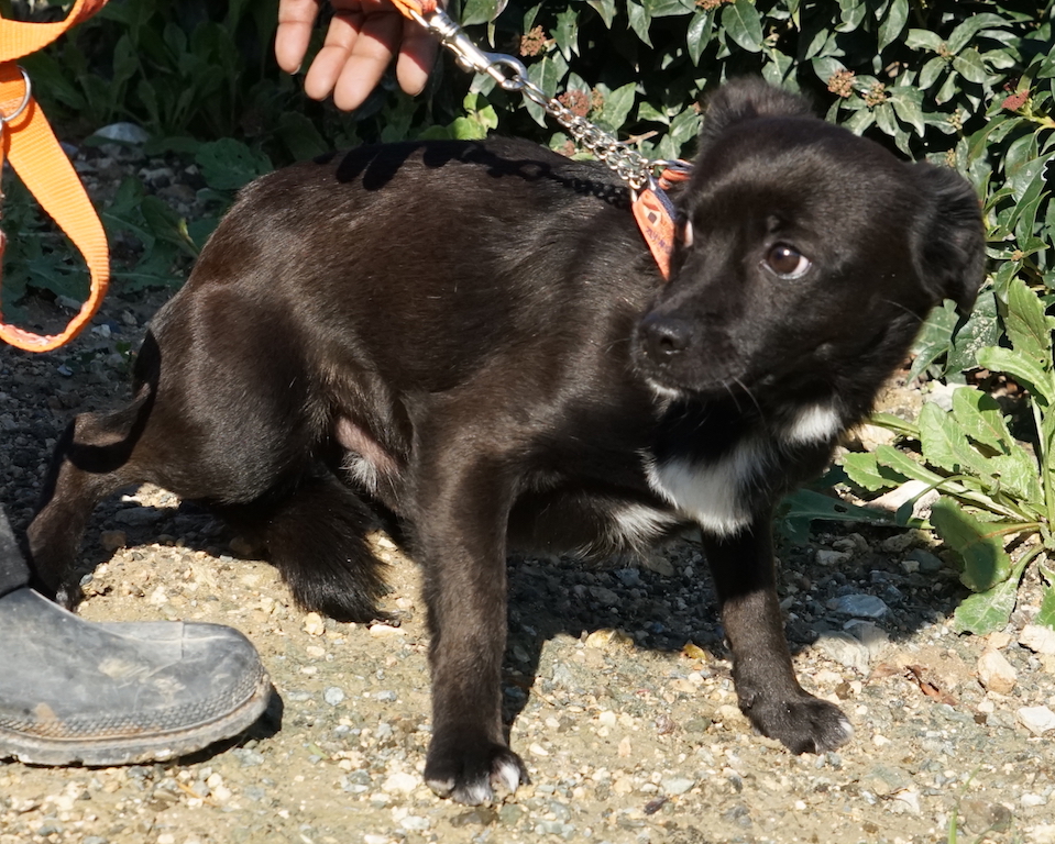 Hund aus Zypern fliegt nach Hamburg Airport.
