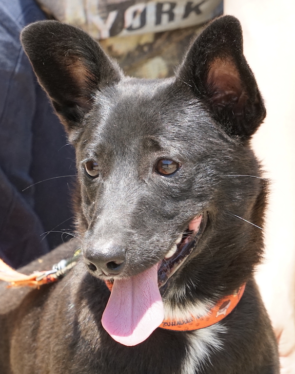 Mozzykleiner Hund Zypern schwarz 11