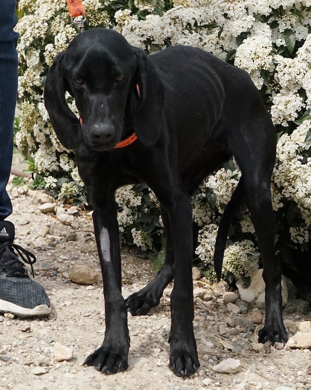 Notfellchen Nicolina aus dem Tierheim auf Zypern sucht eine eigene Familie.