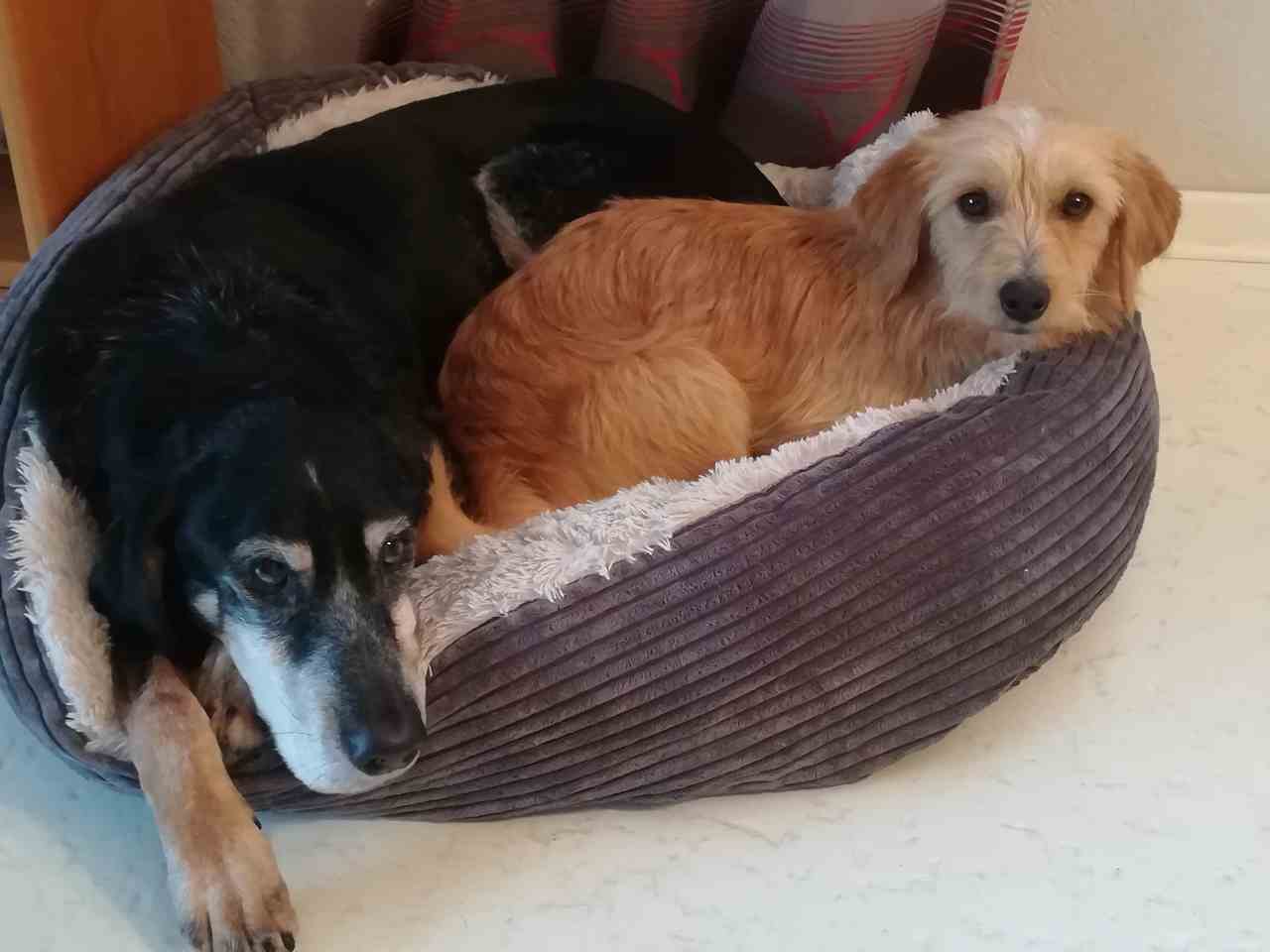 Pflegehund Ninos kuschelt im Körbchen mit einem anderen Hund.