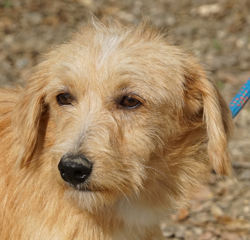 TerrierX Rüde Tierschutz 09