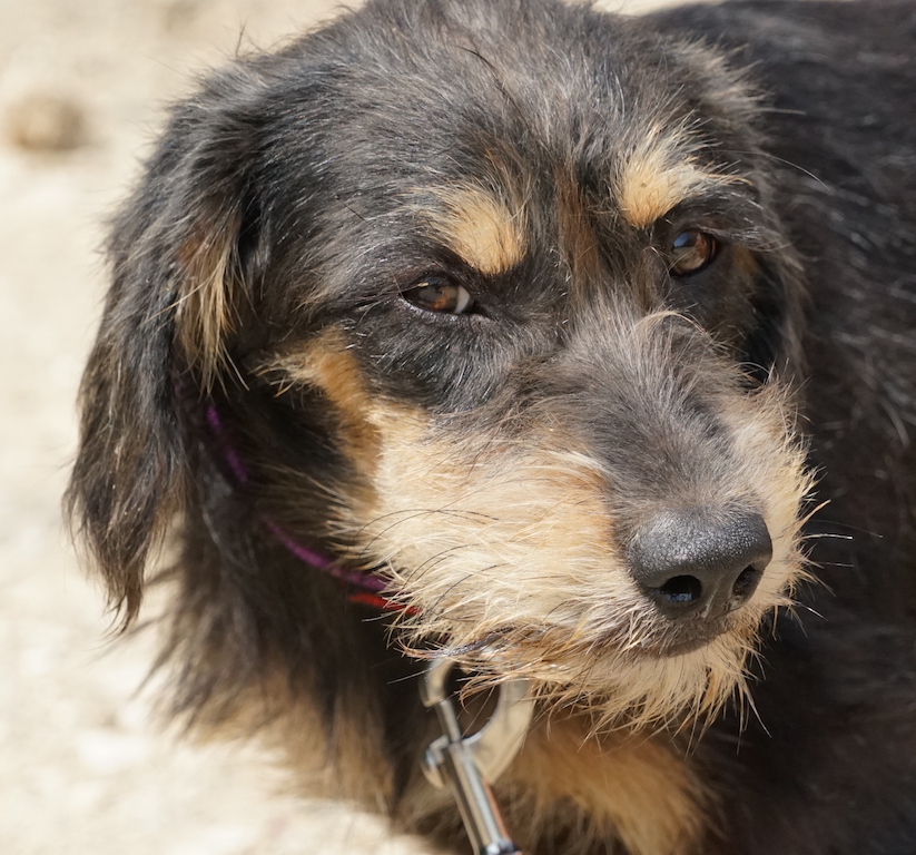 Terrier Mischling hat eine Pflegestelle in Deutschland.