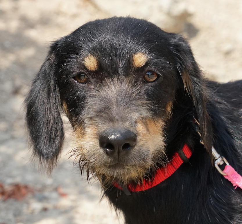 Junghund aus dem Tierschutz Zypern sucht Zuhause.
