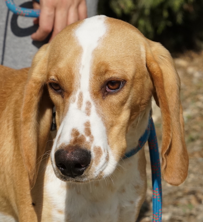 Pointer Mix aus der Tierheim auf Zypern fliegt nach Deutschland.