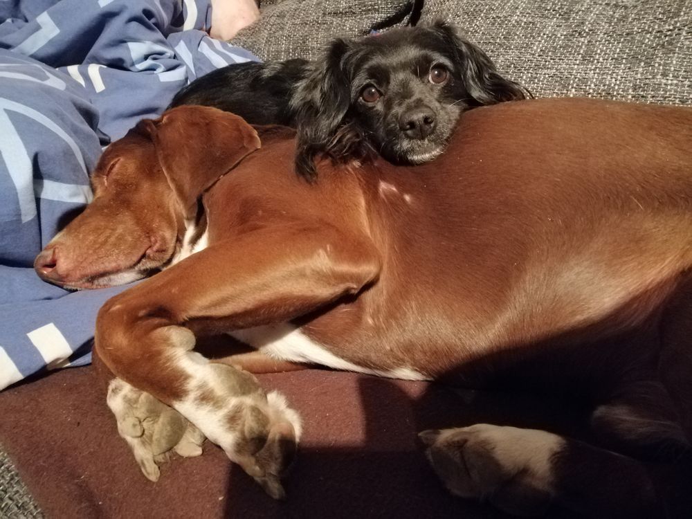 Paddy und Vee beim kuschlen.