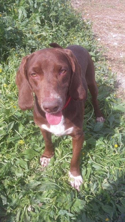 Notfellchen Paddy aus dem Tierheim auf Zypern sucht eine Familie.