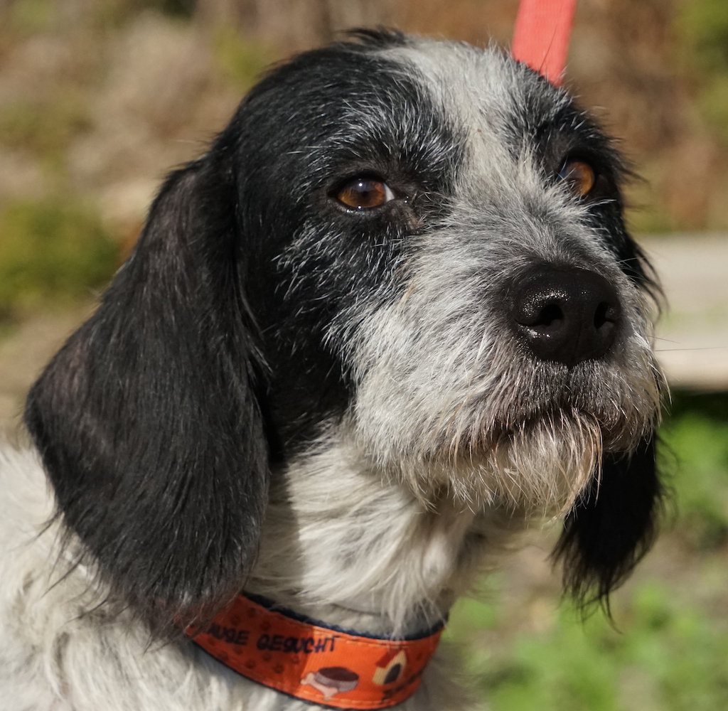 Terrier Hündin Leishmaniose Tierschutz Zypern 10