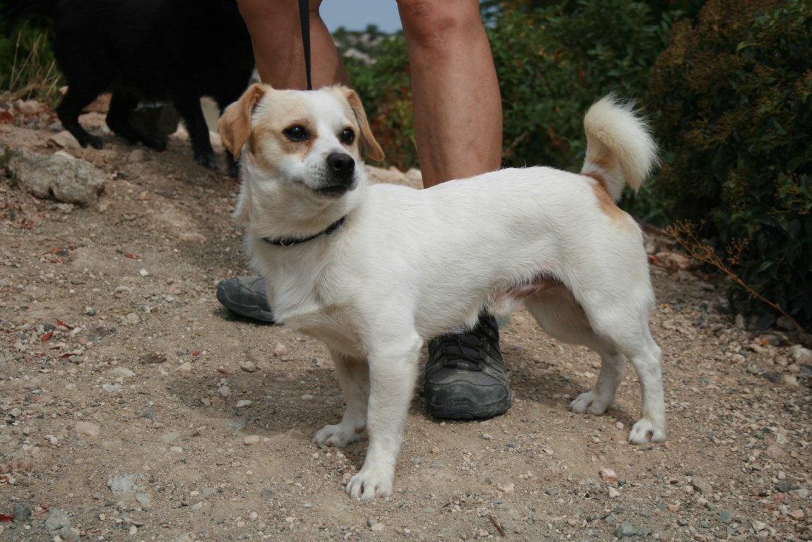 Percy Terrier Rude Zypern Tierschutz 9