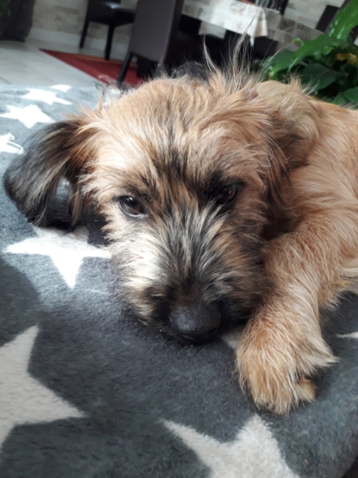 Welpe aus dem Tierschutz Zypern sucht ein Zuhause.