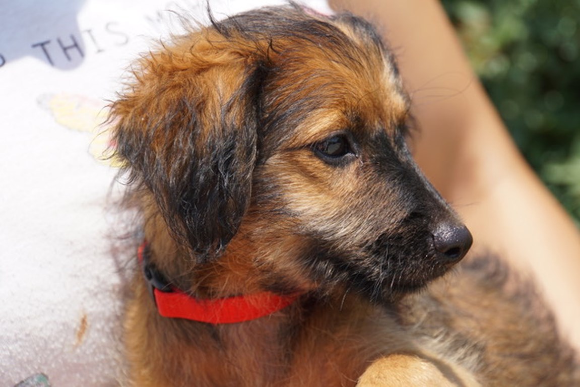 Pippa Terrier Mix Welpe Tierschutz Zypern 2