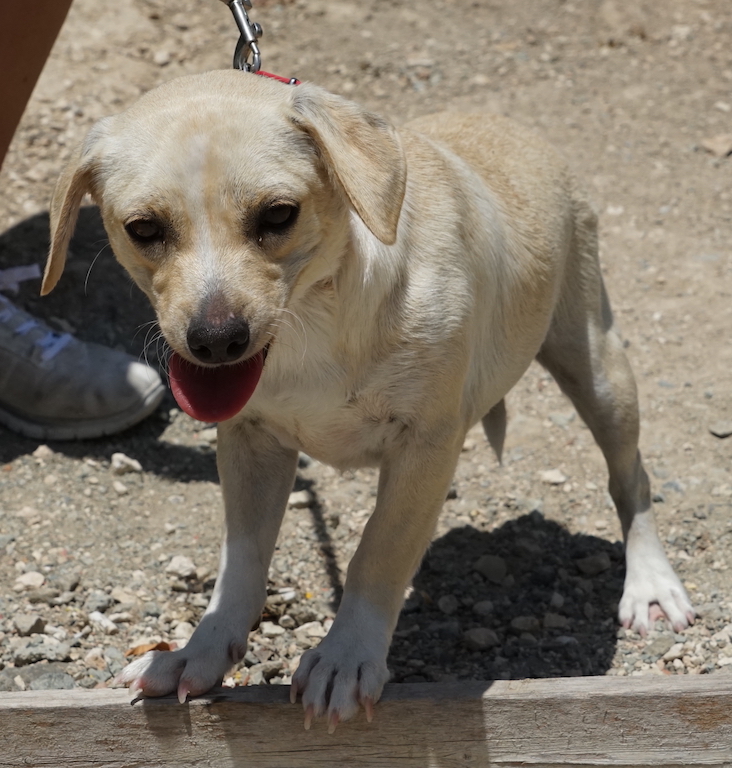 Terrier Mischling fliegt nach Hamburg Airport.