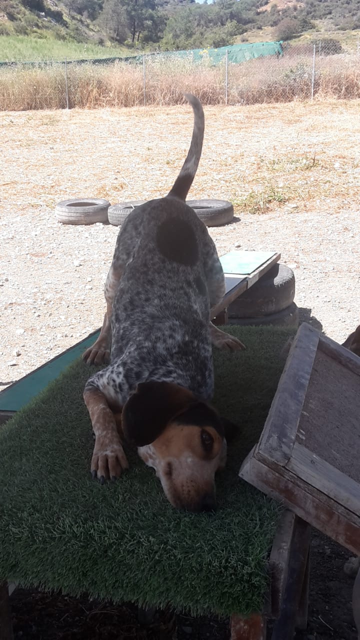 Quincy aus dem Tierheim auf Zypern sucht eine eigene Familie.