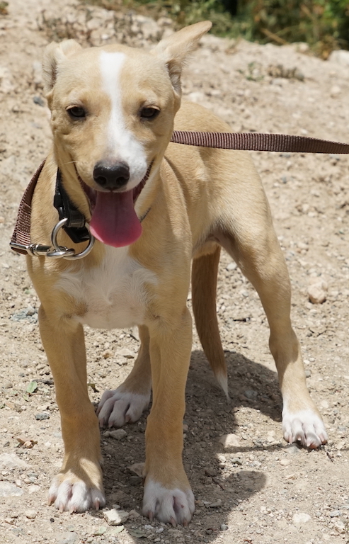 Mix Hund Welpe Tierheim Zypern 28