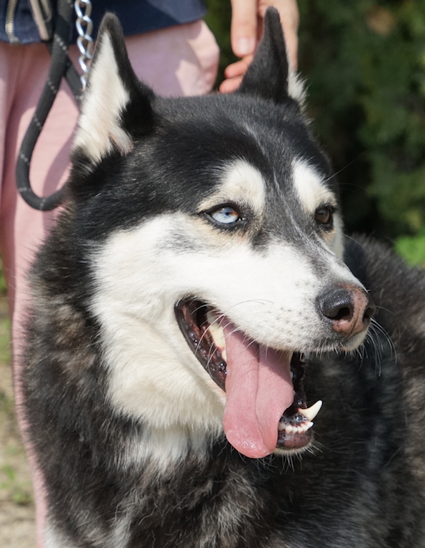 Tierschutz Hund Husky Zypern Rocky3 13