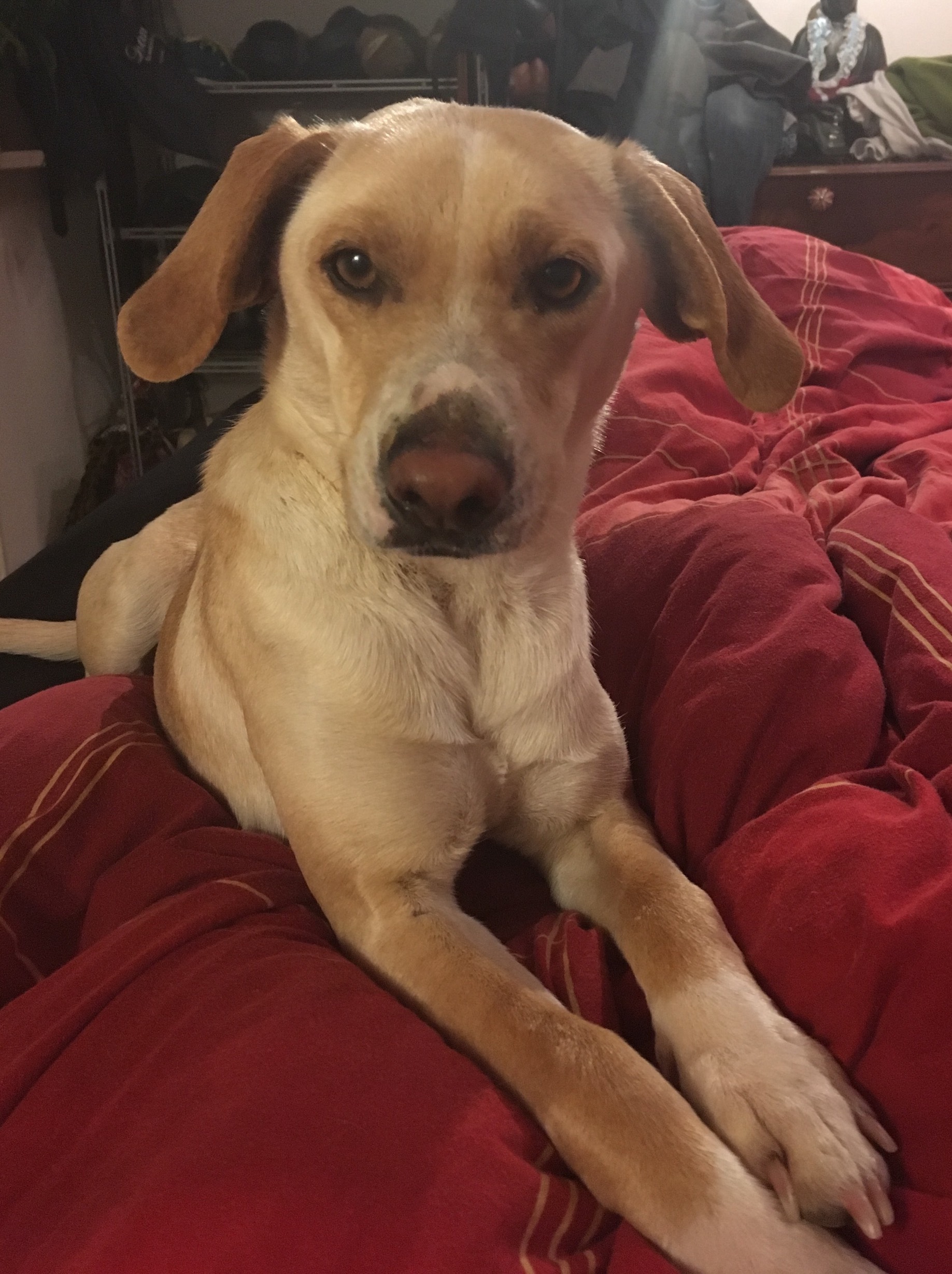 Samira Hund Zypern Tierschutz 2