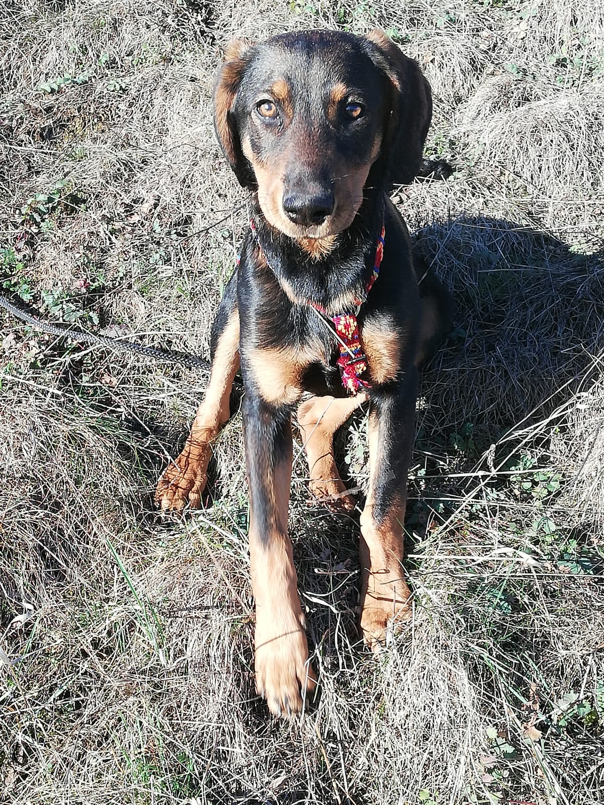 Sancho PS TierschutzZypern 2