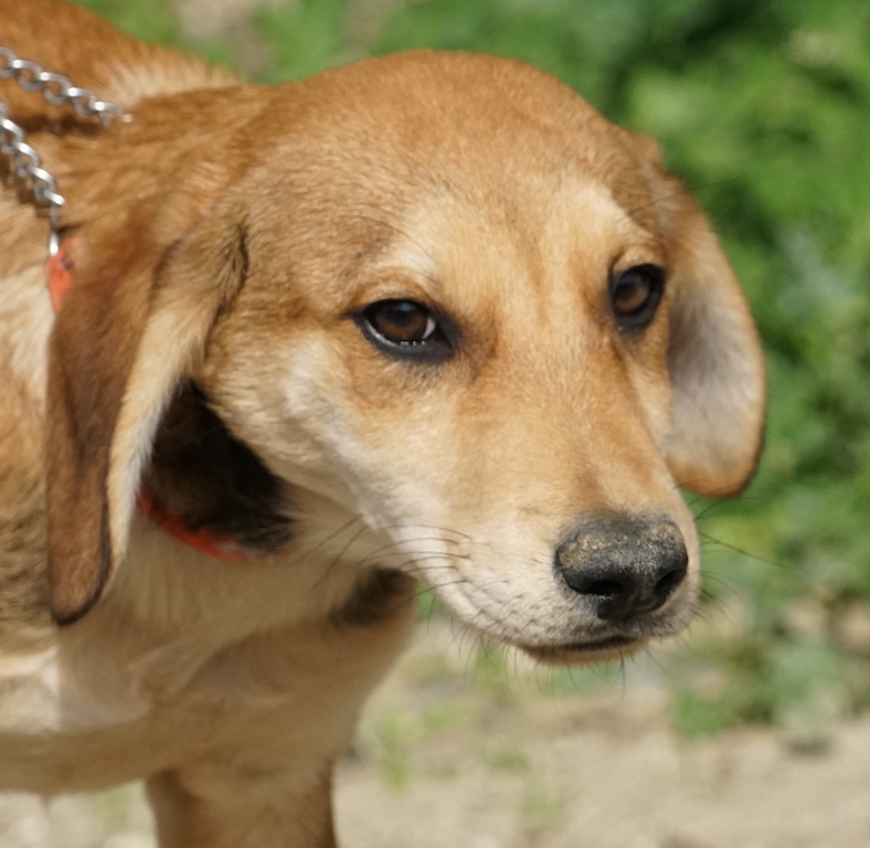 Jagdhund Welpe aus Zypern hat eine Pflegestelle in Süddeutschland.