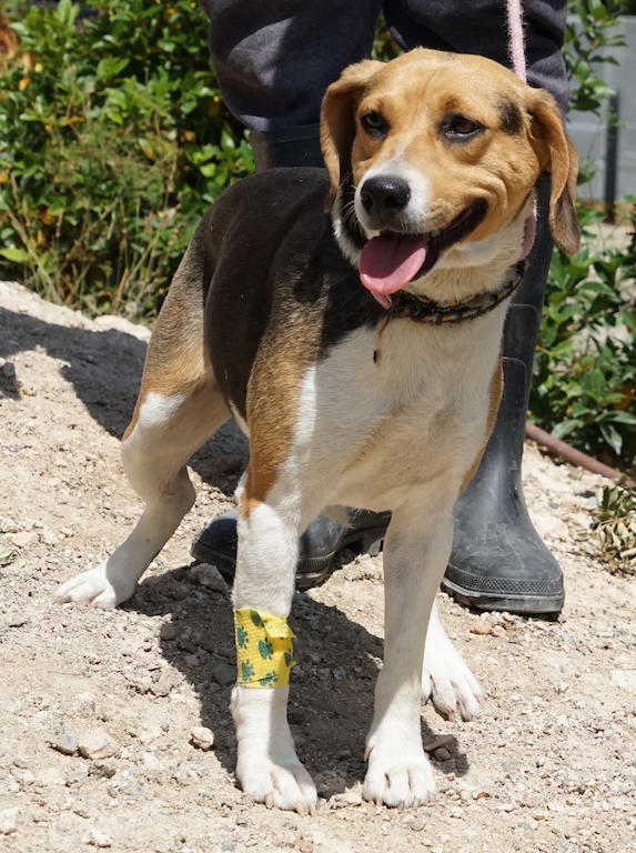 Beagle Misching aus dem Tierschutz fliegt nach München Airport.