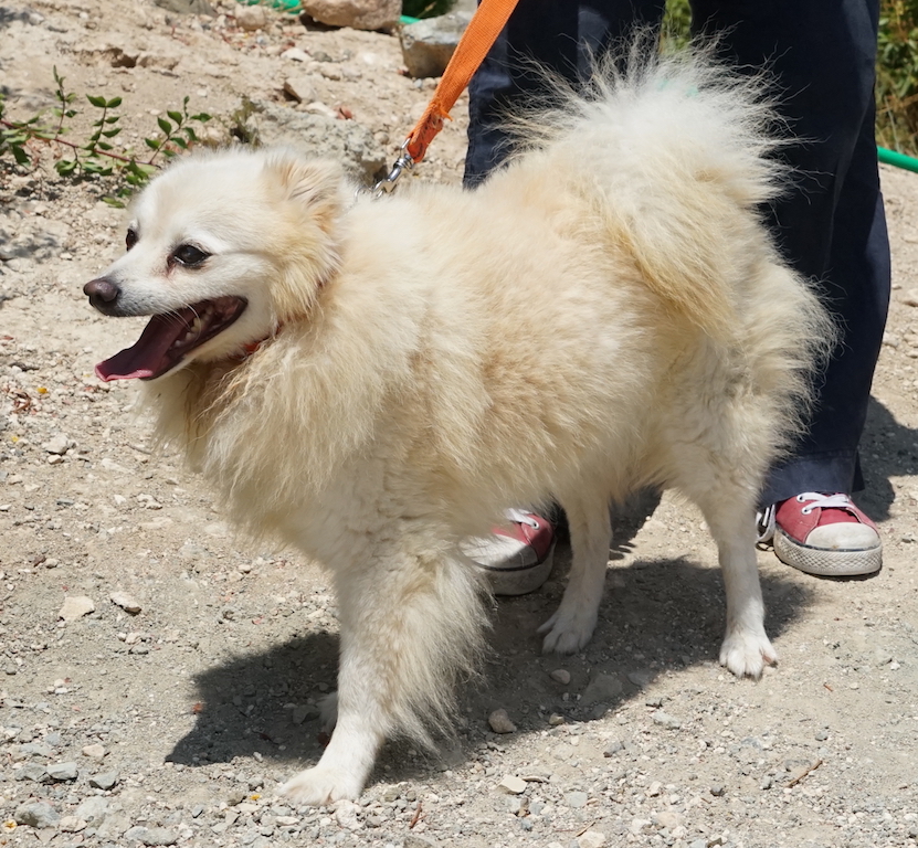 Spitz aus dem Tierschutz auf Zypern fliegt nach Hamburg Airport.