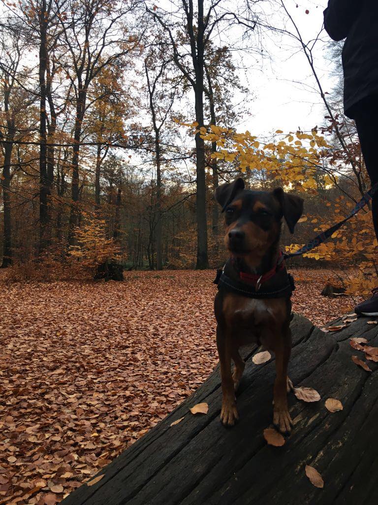 Pinscher Mix Hündin lebt in einer Pflegestelle und sucht ein Zuhause.