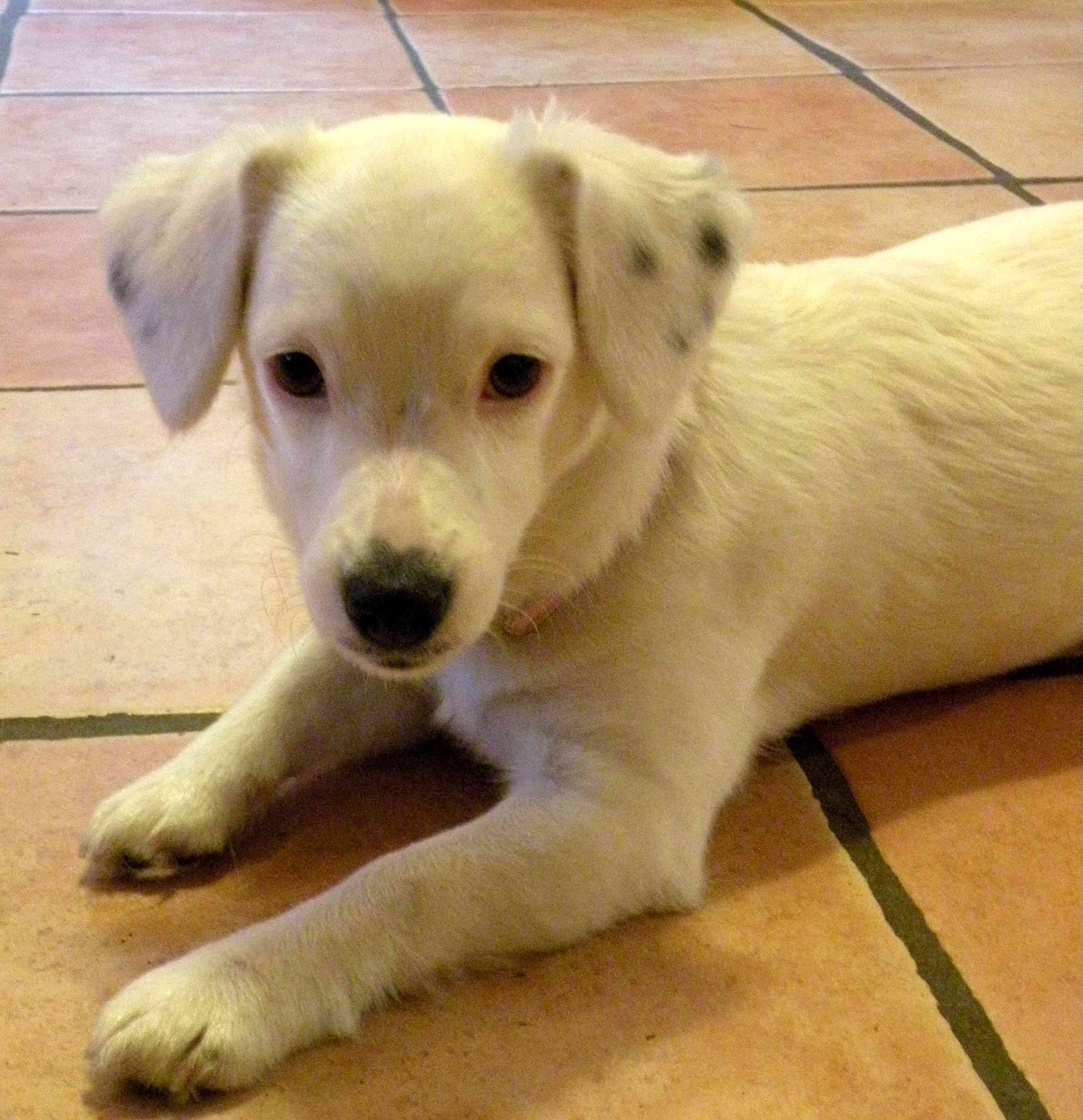 Tauber kleiner weißer Hund aus Zypern in einer Pflegestelle in Norddeutschland.