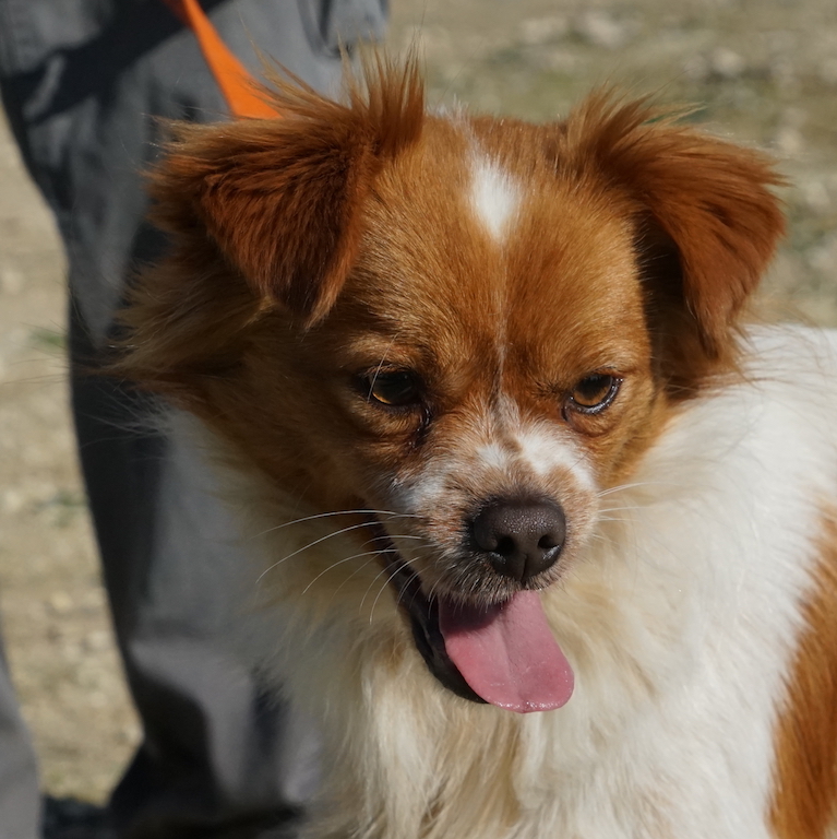 Mischling Taz aus dem griechischen Tierschutz sucht seine Familie.