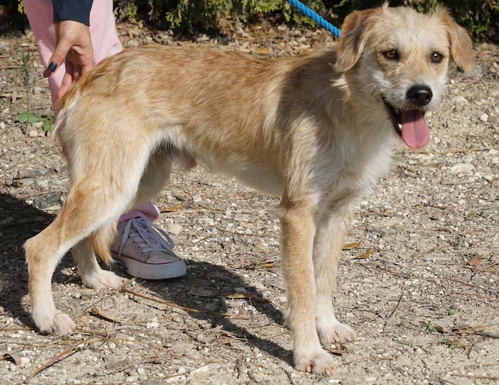 Mischling aus dem Tierheim im griechischen Zypern fliegt nach Deutschland.