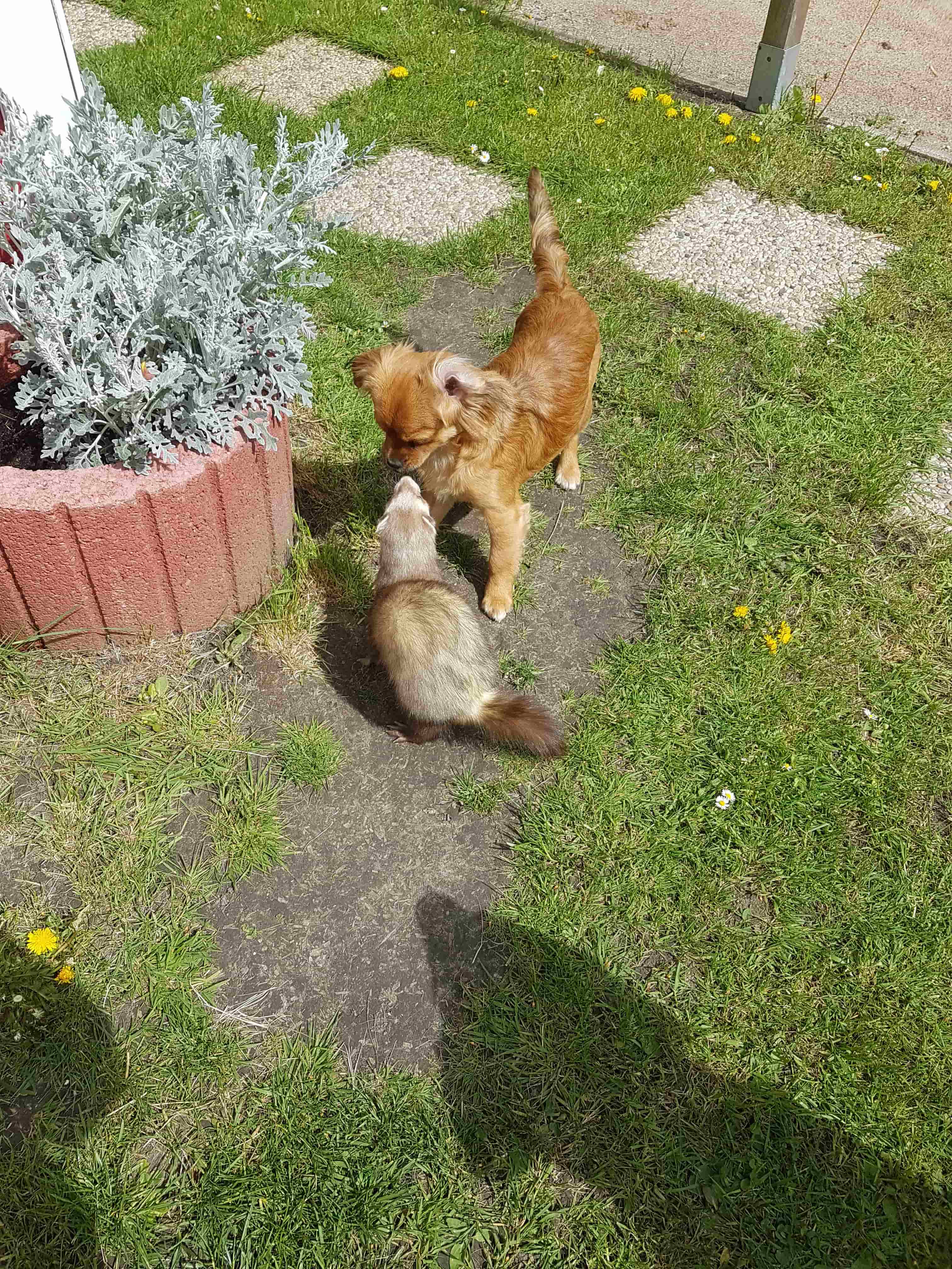 Tiberio Gizmo Frettchen 01 min