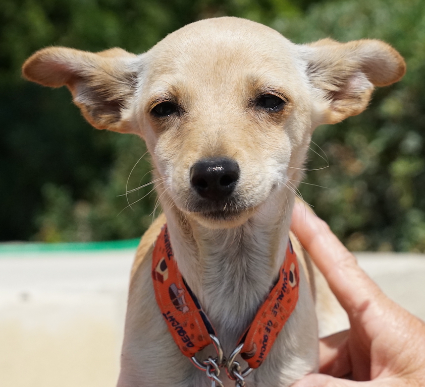 Welpe Chihuahua Ausland Zypern 50