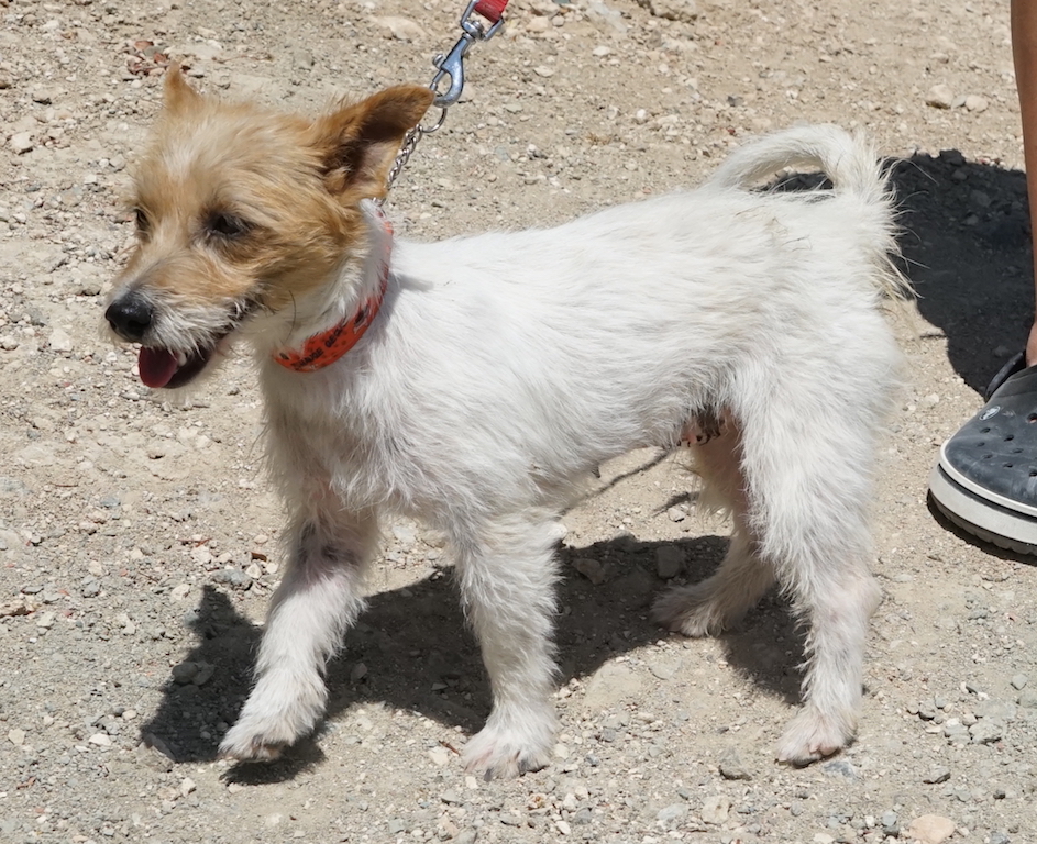 Jack Russel Mix hat eine Familie in Deutschland gefunden.