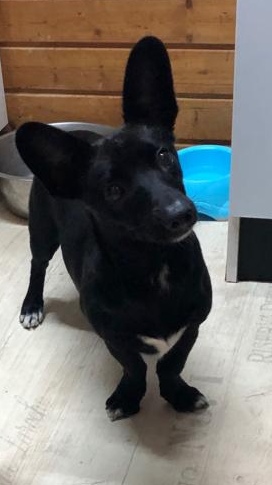 Mischling aus dem Tierheim Zypern sucht ein Zuhause.
