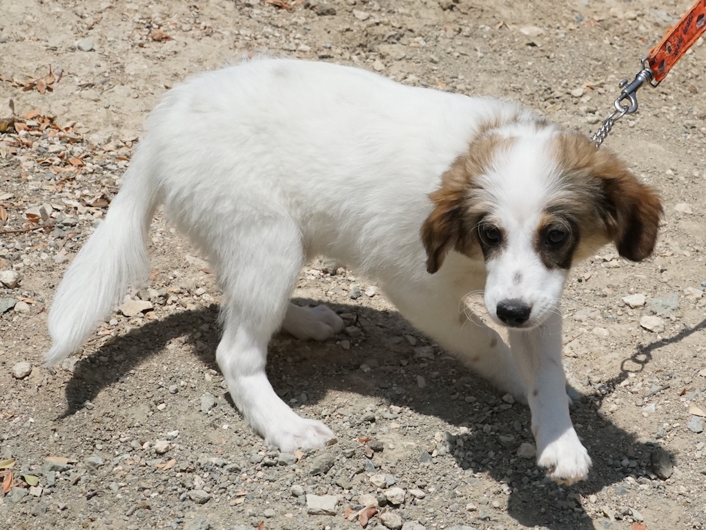 Mischlings Welpe aus dem Tierschutz auf Zypern.