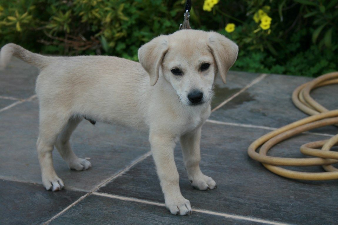 Zypern Tierschutz Welpe Terrier 014