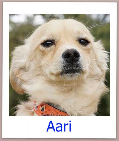 Aari Tierschutz Zypern Hund prof