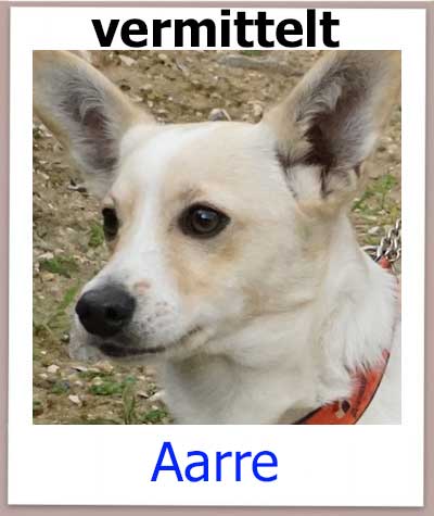 Mischling aus dem Tierheim Zypern hat ein Zuhause gefunden.