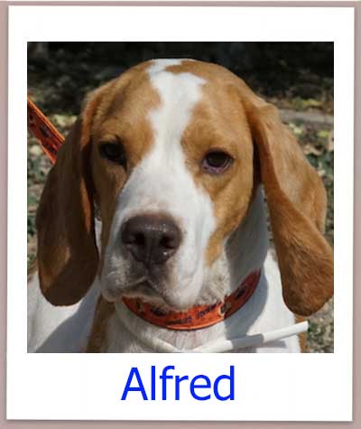 Alfred Tierschutz Zypern Hund prof