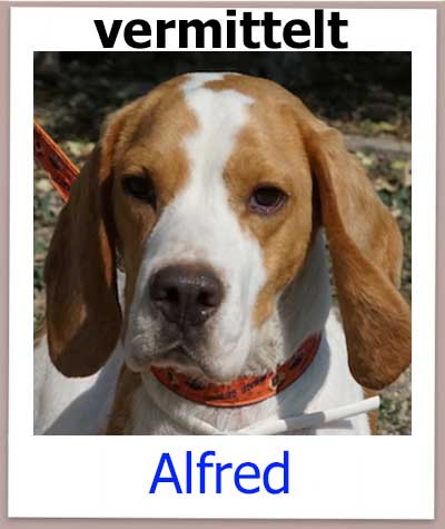 Beagle Rüde aus Zypern hat ein Zuhause.