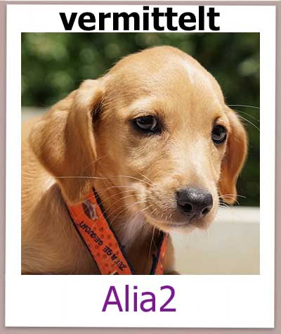 Alia2 Tierschutz Zypern Hund vermittelt 1