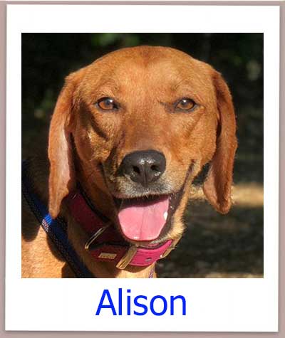 Alison Tierschutz Zypern Hund prof 1