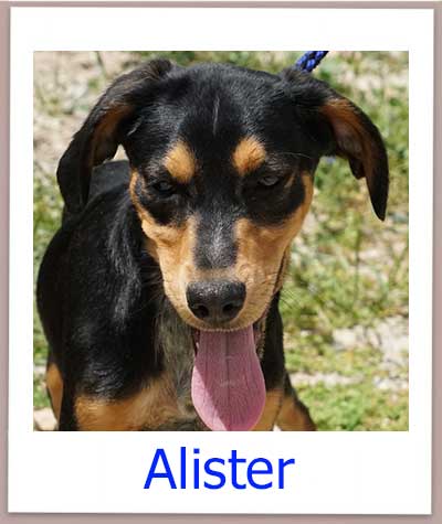 Alister Tierschutz Zypern Hund prof