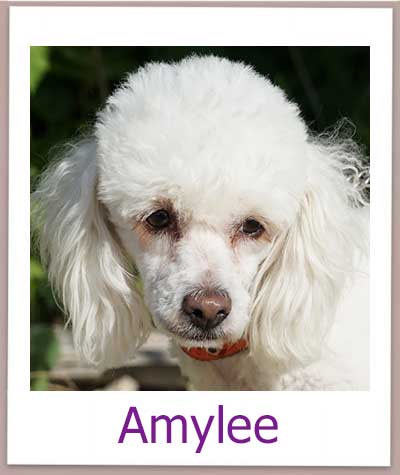 Amylee Tierschutz Zypern Hund prof