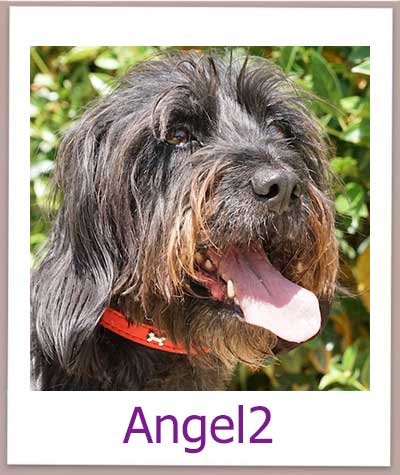 Angel2 Tierschutz Zypern Hund prof