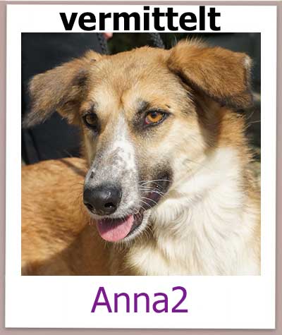 Anna2 Tierschutz Zypern Hund vermittelt